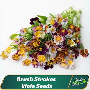 May include: A vibrant bouquet of Brush Strokes Viola Seeds, featuring a mix of yellow, purple, and white flowers. The flowers have intricate patterns and are set against green foliage. The image includes a green banner with the text "Brush Strokes Viola Seeds" and a logo.