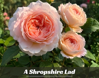 May include: A cluster of soft peach and light pink roses with layered petals, featuring a prominent large bloom and two smaller blossoms. The text "A Shropshire Lad" and "GARDEN FLOWER" with a small sunflower icon is printed at the bottom.