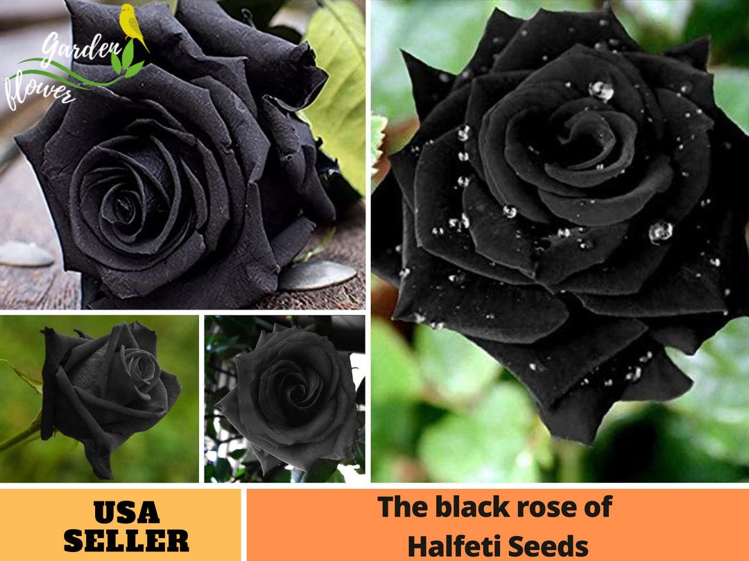 25 Rare Seeds Black Rose Bush Flower to Planting Seeds Perennial Rose