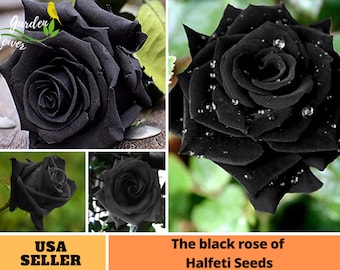 25+ Rare Seeds| Black Rose Bush Flower to Planting Seeds- Perennial -Authentic Seeds-Flowers -Organic. Non GMO-Mix Seeds for Plant-B3G1#A052