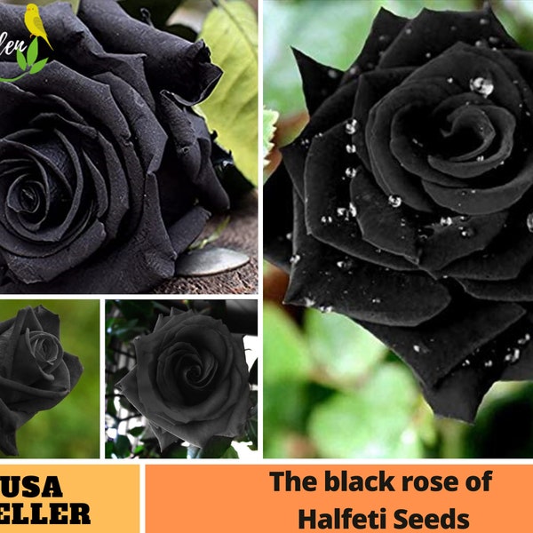 25+ Rare Seeds| Black Rose Bush Flower to Planting Seeds- Perennial -Authentic Seeds-Flowers -Organic. Non GMO-Mix Seeds for Plant-B3G1#A052