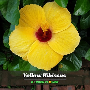 May include: A vibrant yellow hibiscus flower with a deep red center and a cluster of yellow stamens. The petals are broad and slightly ruffled, surrounded by green leaves. The text "Yellow Hibiscus" and "GARDEN FLOWER" are displayed at the bottom.