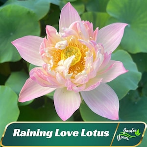 5+ Rare Seeds| New Raining Love Lotus Seeds - Indian Lotus (Nelumbo Nucifera) - Perennial - Edible - Planting In Late Spring-Summer #Q065