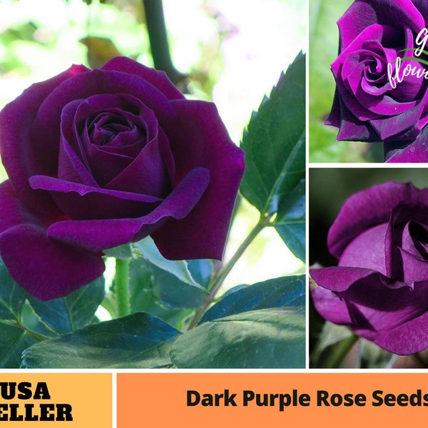 25+ Rare seed |Dark Purple Rose Seeds-Perennial -Authentic Seeds-Flowers -Organic. Non GMO -Vegetable Seeds-Mix Seeds for Plant-B3G1#A085