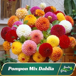 Pompon Mix Dahlia Seeds - Perennial - Authentic Seeds - Flowering - Fast Growing - Easy To Grow - Planting In Spring - Shrub -   #D034