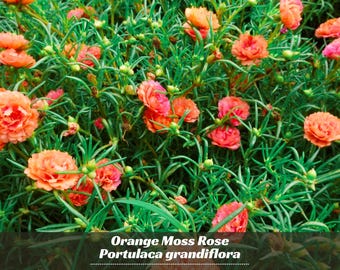 BULK | MOSS Rose/portulaca Seeds | 5 Grams | 50 000 Seeds | Hanging Basket,  Container Flower | High Germination | Fresh, Organic Seed - Etsy