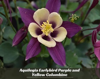 Aquilegia Earlybird Purple and Yellow Columbine Seeds - Cold Resistant - Deciduous - Potted -Plant in Late Summer to Early Fall
