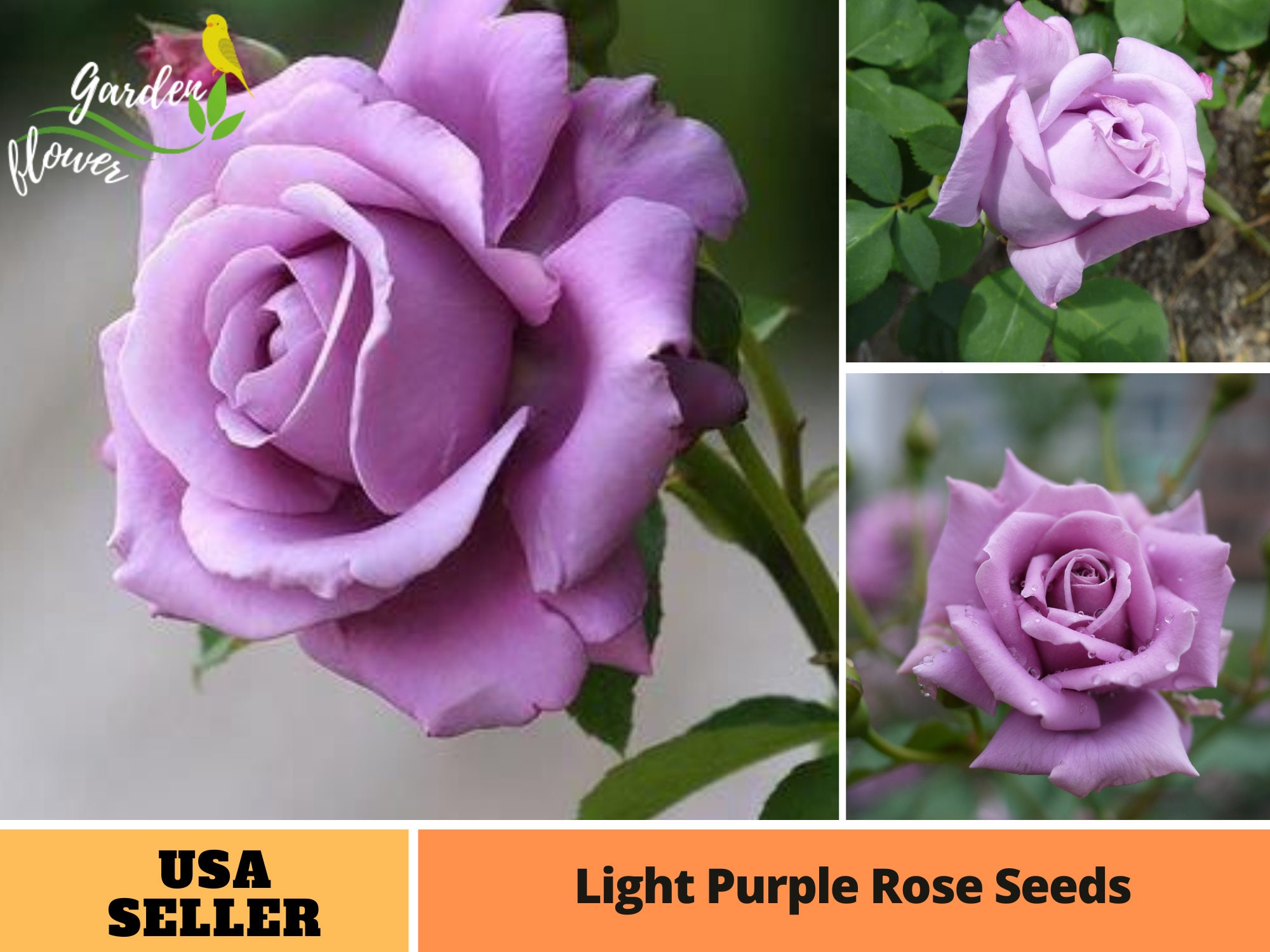 25 Rare Seed Light Purple Rose Seedsperennial authentic Etsy
