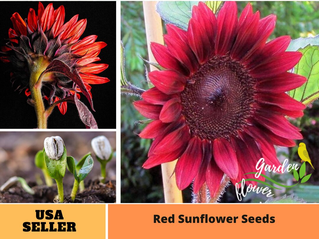 25 Seeds Red Sunflower Seedsperennial authentic Seedsflowers organic