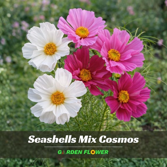 Mix White Purle Pink Cosmos Seeds - Authentic Seeds - Open-Pollinating - Easy To Grow - Planting In Spring/ Summer