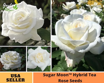 25+ Rare Seeds| Sugar Moon Rose Seeds-Perennial -Authentic Seeds-Flowers -Organic. Non GMO -Vegetable Seeds-Mix Seeds for Plant-B3G1#1046