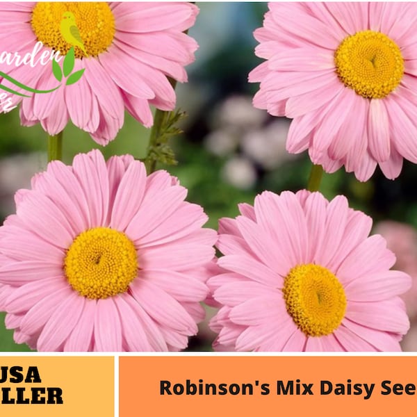 Robinson's Rose Daisy Seeds -Authentic Seeds-Flowers -Organic. Non GMO -Vegetable Seeds-Mix Seeds for Plant-B3G1  #N007