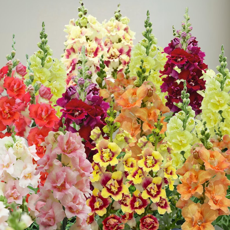 GardenFlowerSeed DoubleShot Snapdragon Mix - Thumbnail 4