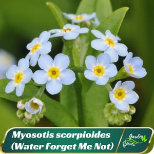 May include: Close-up of delicate blue forget-me-not flowers with yellow centers. The flowers are blooming on a green stem with leaves. The text "Myosotis scorpioides (Water Forget Me Not)" is displayed below the flowers.
