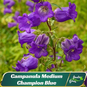 Campanula Medium Champion Blue Seeds - Canterbury Bells Seeds- Perennial - Bellflower – Cold Resistant - Easy To Grow #8060