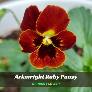 May include: An Arkwright Ruby pansy flower with deep red petals, a bright yellow center, and dark maroon markings. The text Arkwright Ruby Pansy and GARDEN FLOWER is printed at the bottom of the image over a dark horizontal bar.