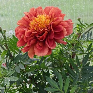 May include: A close-up of a vibrant orange and yellow marigold flower in full bloom. The flower has multiple layers of petals and is surrounded by green foliage. The background is a soft green, suggesting a garden setting.