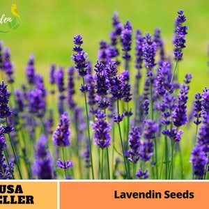 Lavendin Seeds-Perennial -Authentic Seeds-Flowers -Organic. Non GMO -Vegetable Seeds-Mix Seeds for Plant-B3G1#C003.