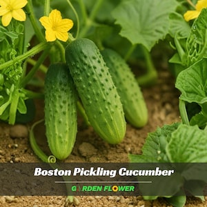 May include: Two green, bumpy Boston pickling cucumbers grow on a vine with large, serrated green leaves and bright yellow flowers. The cucumbers are positioned in soil, showing their textured skin and cylindrical shape in a garden setting.