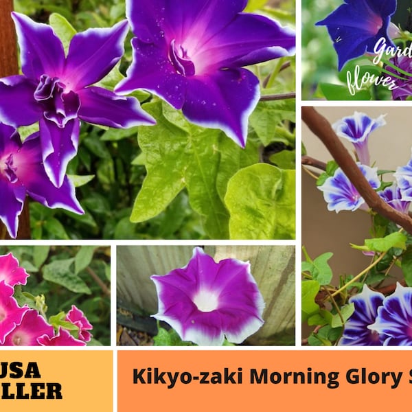 30+ Seeds|  Kikyo-zaki Morning Glory Seeds-Perennial -Authentic Seeds-Flowers -Organic. Non GMO -Vegetable Seeds-B3G1#F009