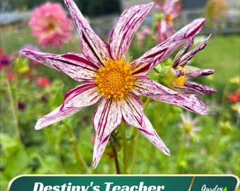 Mignon Destiny's Teacher Dahlia Seeds - Heirloom, Non-GMO (40 Seeds)
