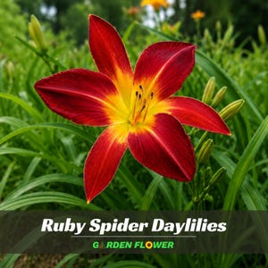 Ruby Spider Daylily Seeds - Hemerocallis - Deep Red Spider Bloom Perennial Flower - Long Blooming Landscape Plant  #9362