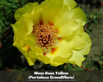 Moss Rose (Portulaca Grandiflora Yellow) - Authentic Seeds ~ GMO Free ~ Seeds~Flower seeds~Herbs