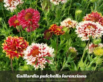Yellow Moss Rose Portulaca grandiflora Seeds - Authentic Seeds ~ GMO Free ~ Seeds~Flower seeds~Herbs