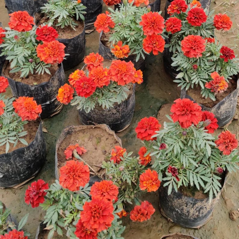 May include: A collection of potted marigold plants, showcasing vibrant orange and red blooms. The flowers are in full bloom, with lush green foliage. The plants are in black plastic pots, arranged outdoors.
