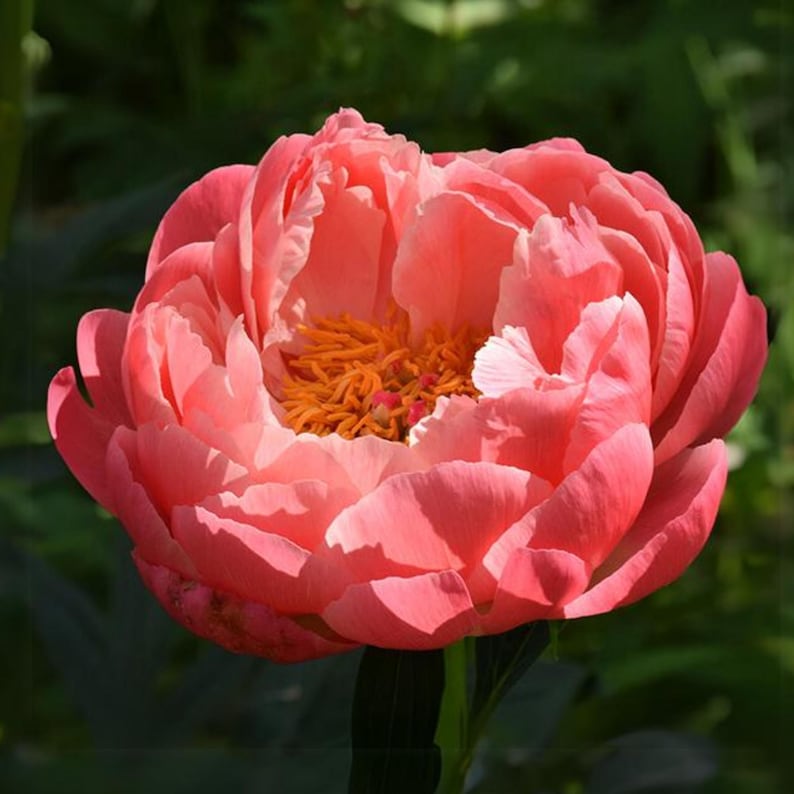 GardenFlowerSeed Peony Seeds
