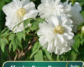 Avalanche Peony Seeds | White Perennial Flower