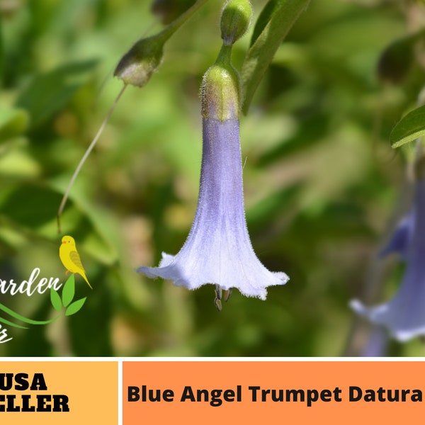 25+ Seeds| Blue Angel Trumpet Datura Seeds -Perennial -Authentic Seeds-Flowers -Organic. Non GMO-Mix Seeds for Plant-B3G1#G005