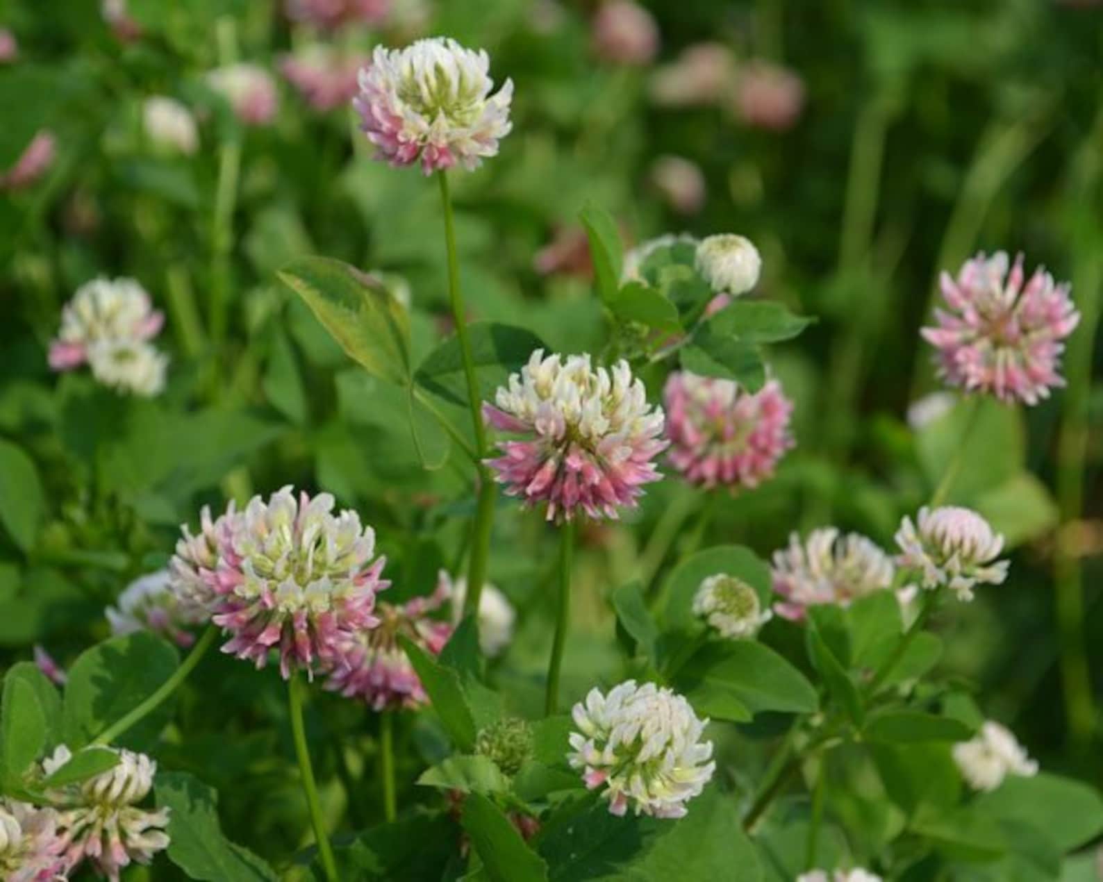 40 Seeds Alsike Clover Seeds for Planting in the Garden BUY Etsy