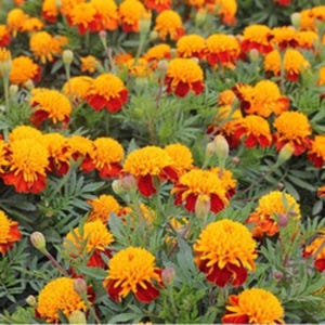 May include: A field of vibrant marigold flowers. The flowers have bright yellow, ruffled petals with a deep red base. The green foliage provides a contrasting backdrop. The image captures a close-up view of the colorful blooms.