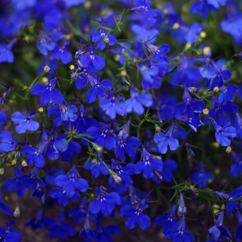 以下が含まれることがあります： 鮮やかな青色の花のクラスターのクローズアップ。小さく繊細な花は5枚の花びらがあり、緑色の茎と葉の背景に配置されています。花は満開で、密度が高く、質感のあるディスプレイを作り出しています。
