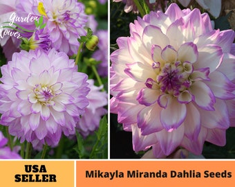 Mikayla Miranda Dahlia Graines de fleurs vivaces - Graines authentiques - Fleurs - Biologiques. Mélange de graines sans OGM pour plante-B3G1#D089.