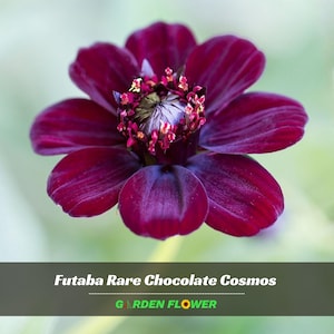 May include: A deep dark maroon chocolate cosmos flower with velvety petals and a central cluster of small yellow-tipped stamens. The text Futaba Rare Chocolate Cosmos and GARDEN FLOWER is printed in white and green at the bottom of the image.