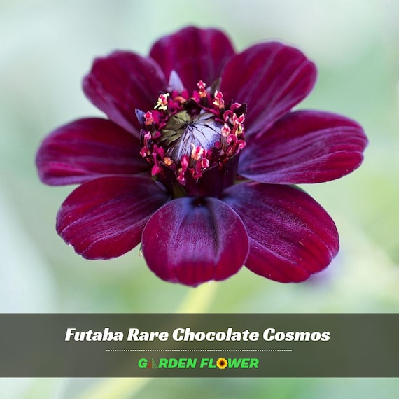 Futaba Chocolate Cosmos Seeds - Open-Pollinating - Clumping - Shrub Seeds - Easy To Grow - Planting In Spring/ Summer