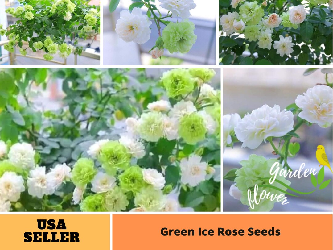 25 Rare Seeds Green Ice Rose Seeds Perennial Authentic Seeds Rose ...