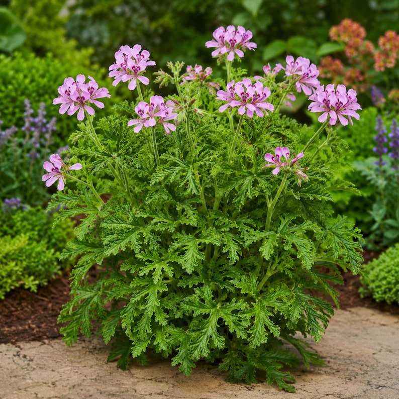 May include: A potted Pelargonium graveolens plant featuring deeply lobed, serrated green leaves and clusters of small, five-petaled light pink flowers with darker purple-maroon markings on the upper petals, growing on slender green stems.