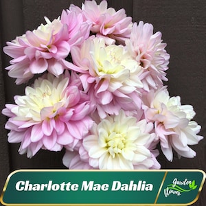Pink Charlotte Mae Dahlia Flower Seeds - Perennial - Flowering - Fast Growing - Easy To Grow - Planting In Spring - Shrub Seeds -   #D029