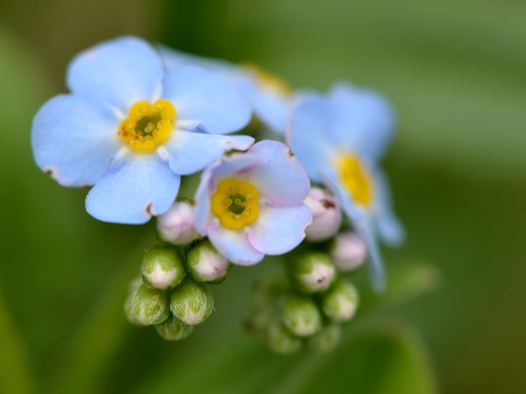 ARABIA エステリ ボタニカ\"Myosotis scorpioides\" Myosotis Scorpioides (water Forget-me-not) Seeds - Open