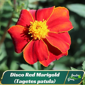 May include: A close-up of a Disco Red Marigold flower (Tagetes patula) with vibrant red petals edged in yellow. The center of the flower is a bright yellow. The flower is in full bloom, showcasing its layered petals. The image includes the text "Disco Red Marigold" and "Garden Flower".