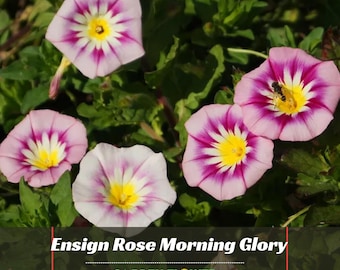 Ensign Rose Morning Glory Seeds – Climbing Vine Flower, Fast Growing, Authentic Garden Planting