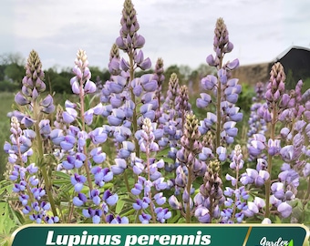 Lupinus perennis (Wild Lupine) - Authentic Seeds ~ GMO Free ~ Seeds~Flower seeds~Herbs   #8111