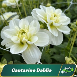 White Cantarino Dahlia Flower Seeds - Perennial - Flowering - Fast Growing - Easy To Grow - Planting In Spring - Shrub Seeds -   #D083