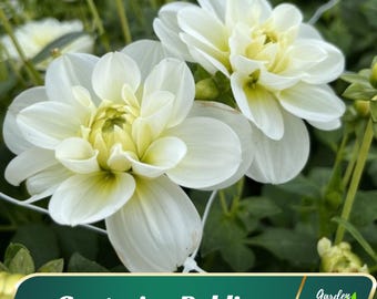 White Cantarino Dahlia Flower Seeds - Perennial - Flowering - Fast Growing - Easy To Grow - Planting In Spring - Shrub Seeds -   #D083