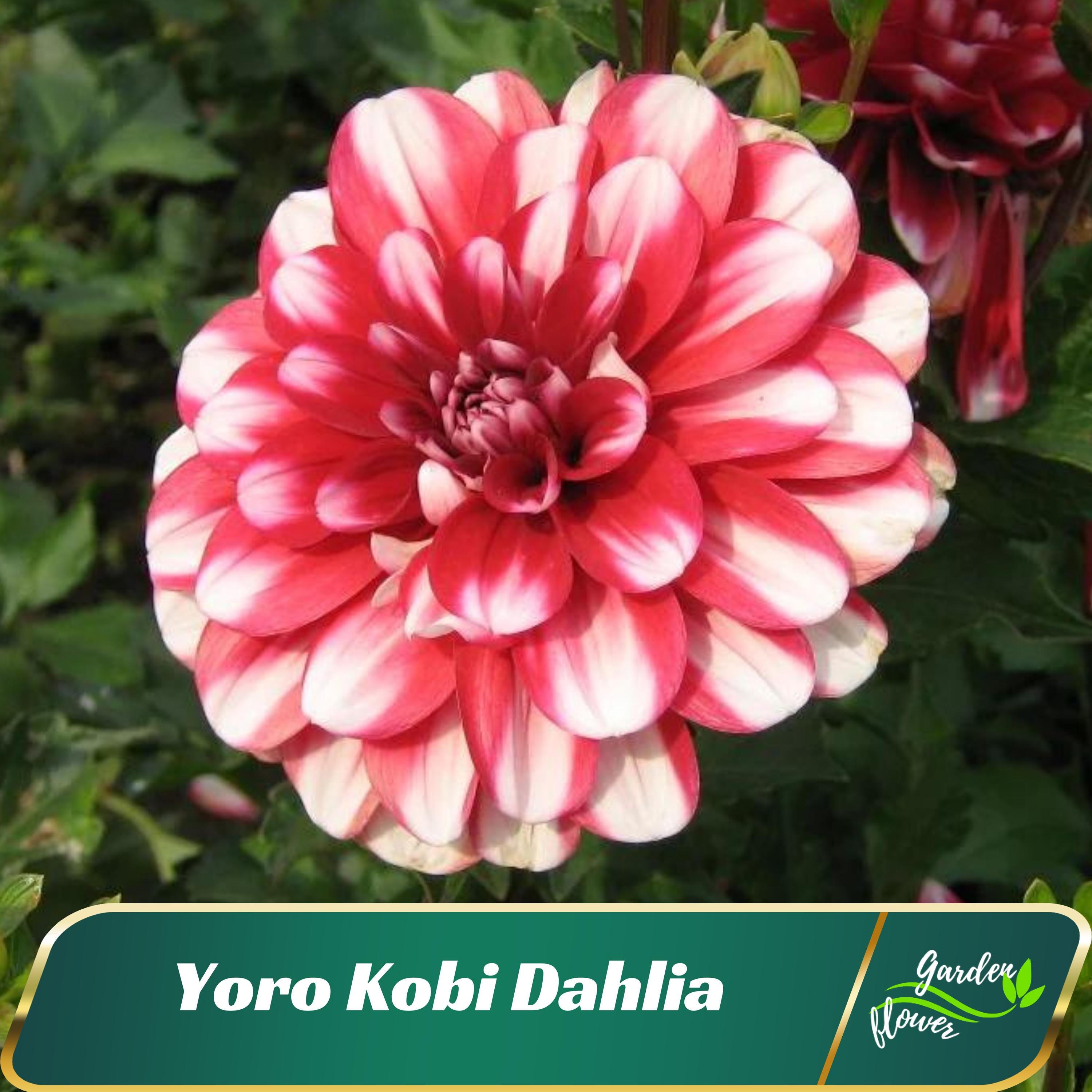 Red White Yoro Kobi Dahlia Perennial Flower Seeds