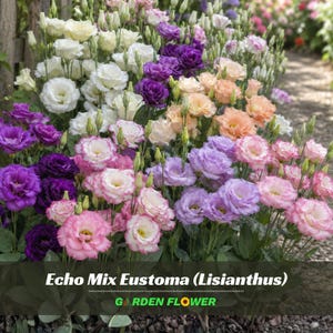 May include: A vibrant garden display of Echo Mix Eustoma, also known as Lisianthus, featuring a variety of ruffled flowers in shades of white, deep purple, soft lavender, peach, and pink, with green stems and buds, labeled Echo Mix Eustoma (Lisianthus).