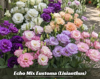 Echo Mix Eustoma Lisianthus Seeds - Eustoma grandiflorum - Colorful Double Blooms - Elegant Cut Flower Garden Plant